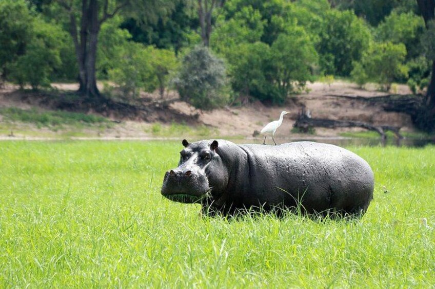 Chobe River Hippos 1