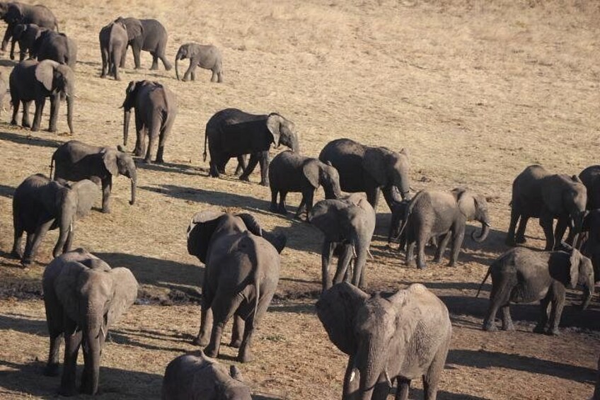 some of the Chobe Elephants 5