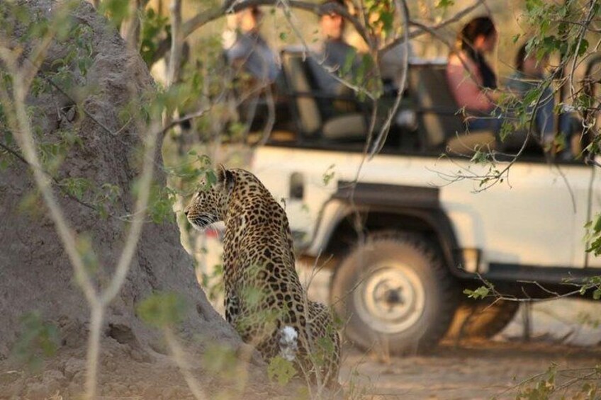 even the shy Leopards can also be encountered 3