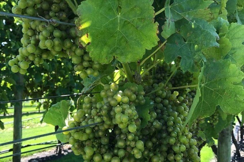 Full-Day Wine Gourmet and Scenic Delight Tour of Marlborough from Blenheim 3