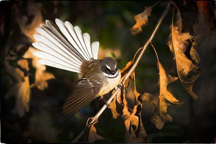 Our friendly fantail awaits your presence 1