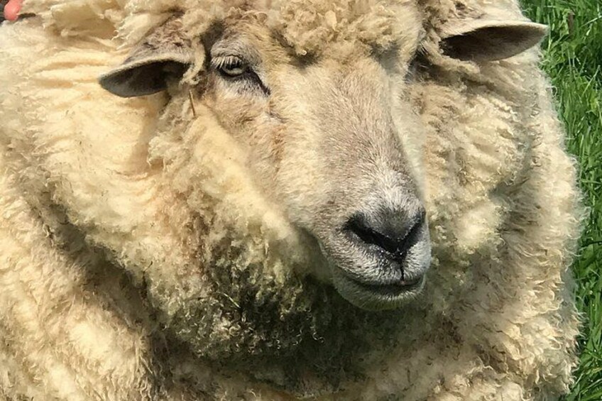 How big can a Merino grow? 4