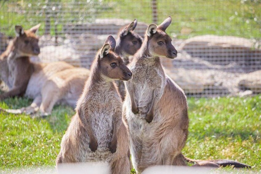 Blue Mountains Day Tour Including Parramatta River Cruise 2