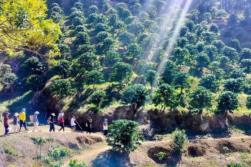 Hiking through Coffee Farm. 1