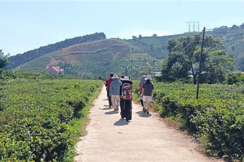 Hiking through Tea Farm 5