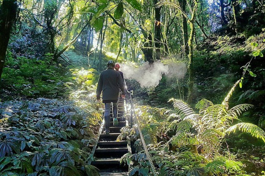 Eine Person geht eine Holztreppe entlang, umgeben von dichtem Grün. 2