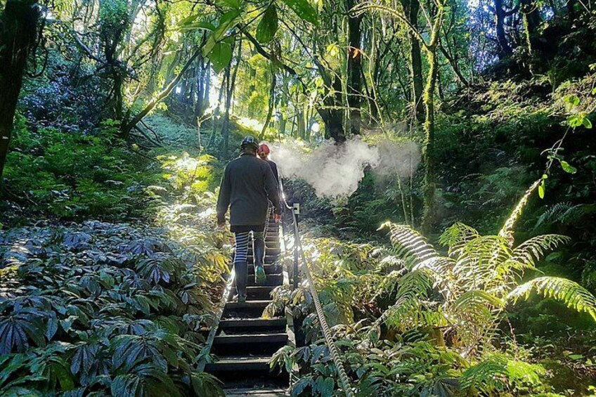 Una persona camina por una escalera de madera rodeada de abundante follaje verde. 2