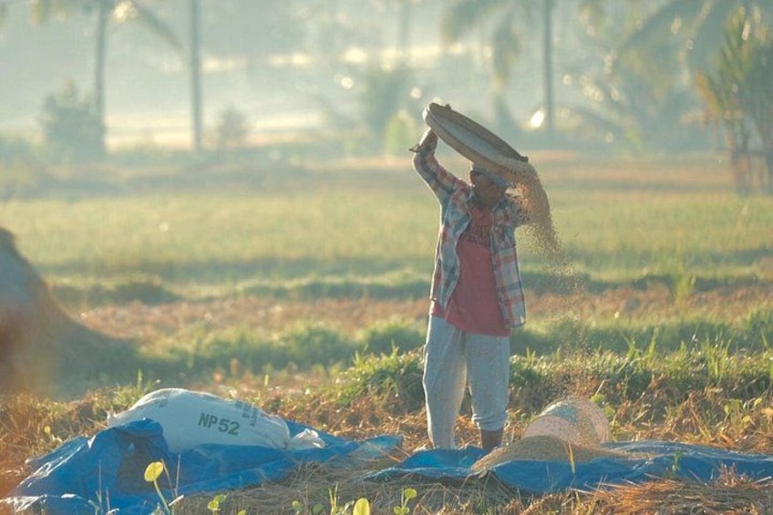 A person in a field, carrying a large object on their head, with bags and a blue tarp on the ground. 1
