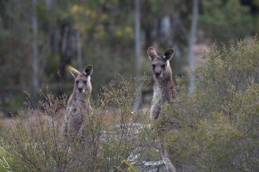 Two kangaroos in a natural bushland setting. 1