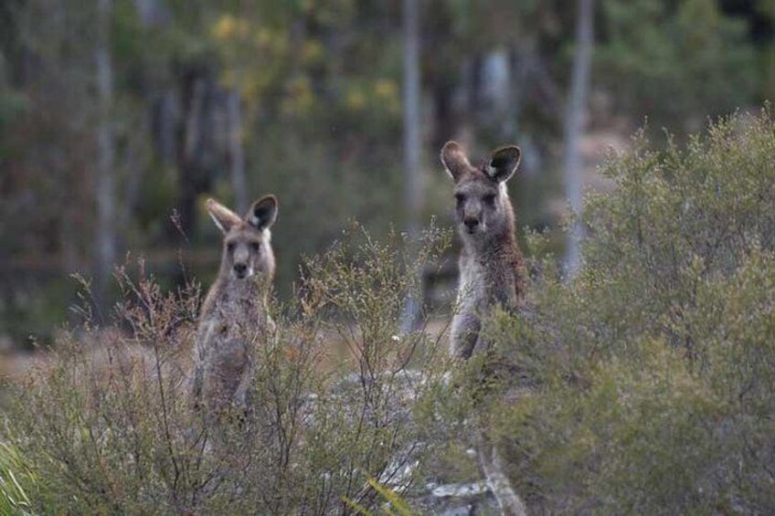 Blue Mountains Small-Group Insider Tour from Sydney 1