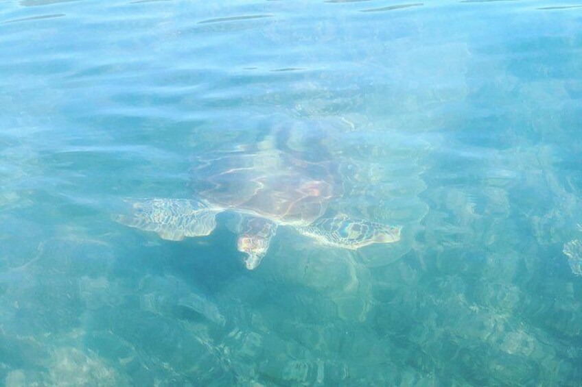 Kayak Turtle Tour from Palm Cove 1