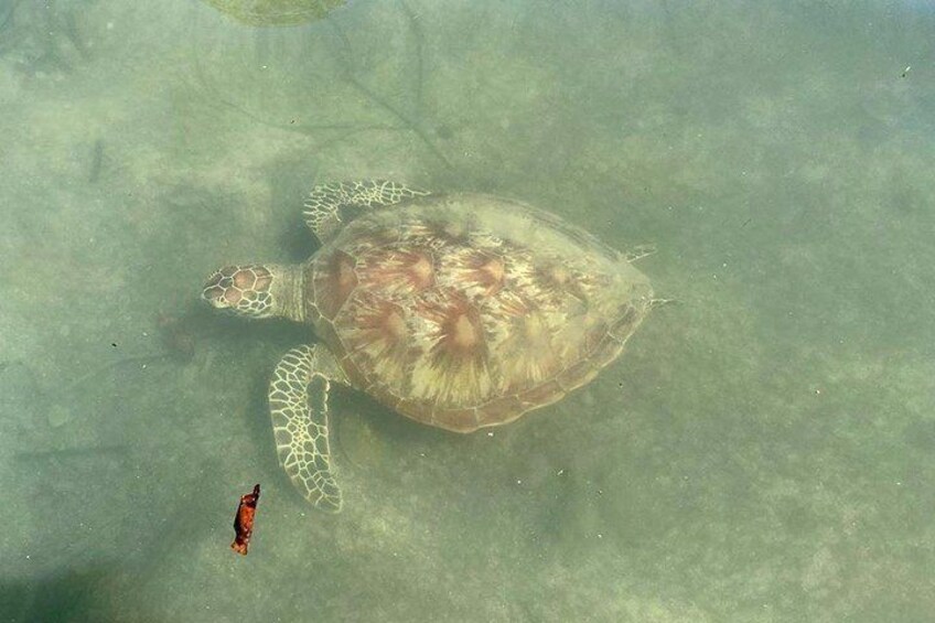 Kayak Turtle Tour from Palm Cove 2