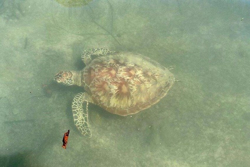 Una tortuga marina nadando en aguas cristalinas. 2