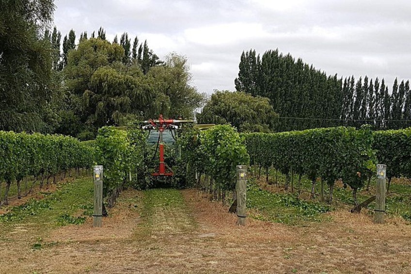 Un vignoble avec des rangées de vignes, un tracteur rouge et un ciel nuageux. 2