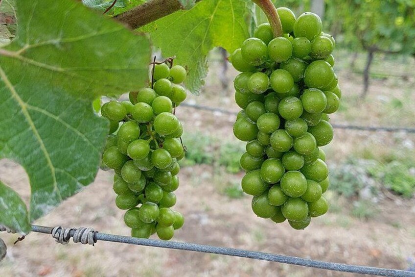 walk in the vineyards 2
