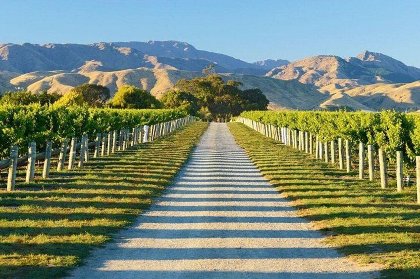 Marlborough vine yard view 1