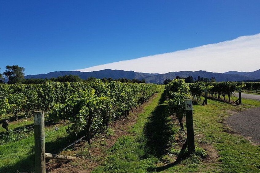 A vineyard with rows of grapevines, a road, and mountains in the background. 3