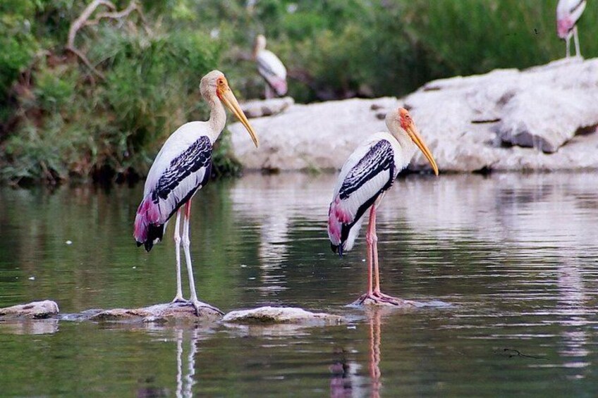 Surwal Lake 1