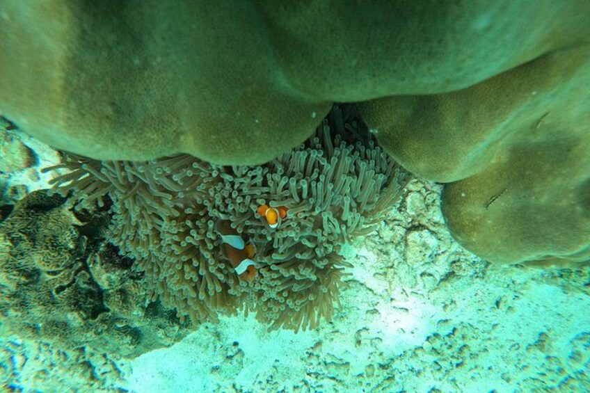An underwater scene with a large coral formation, a sea anemone, and a clownfish. 5