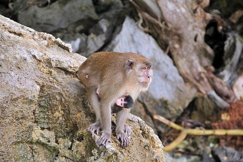 A monkey sitting on a rock. 3