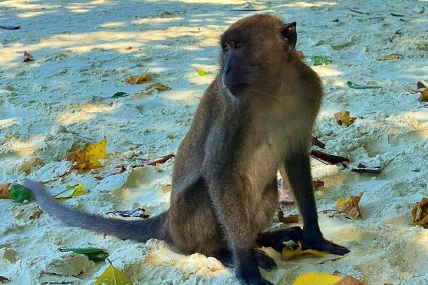 A monkey sitting on sandy ground with scattered leaves. 4