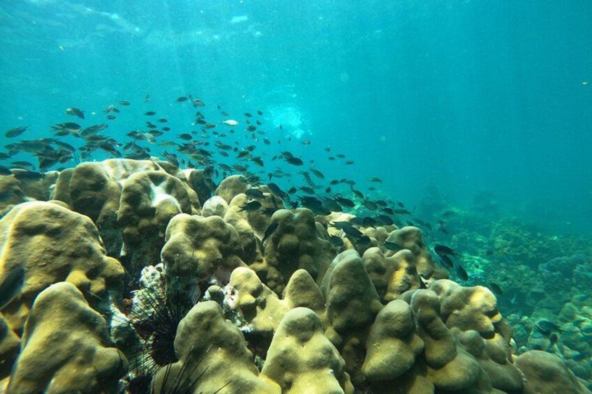 An underwater scene with coral formations and a school of fish swimming around. 2