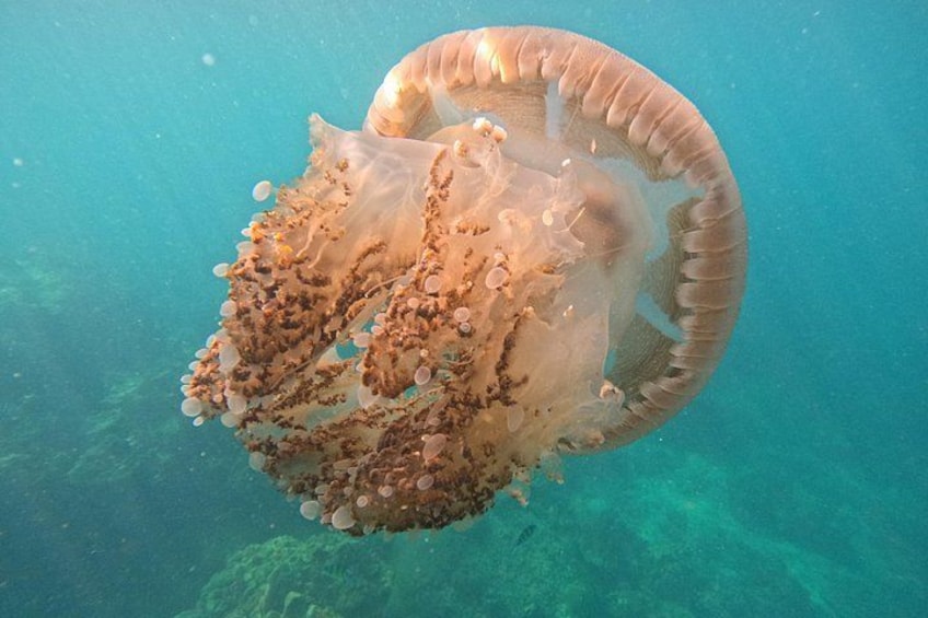 Best of Phi Phi Islands Snorkeling Tour from Phuket 2