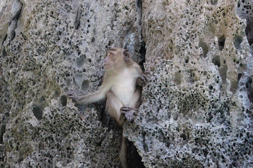 Monkey Beach 2022 2