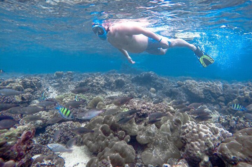 A person snorkeling underwater with fish and coral reefs. 3