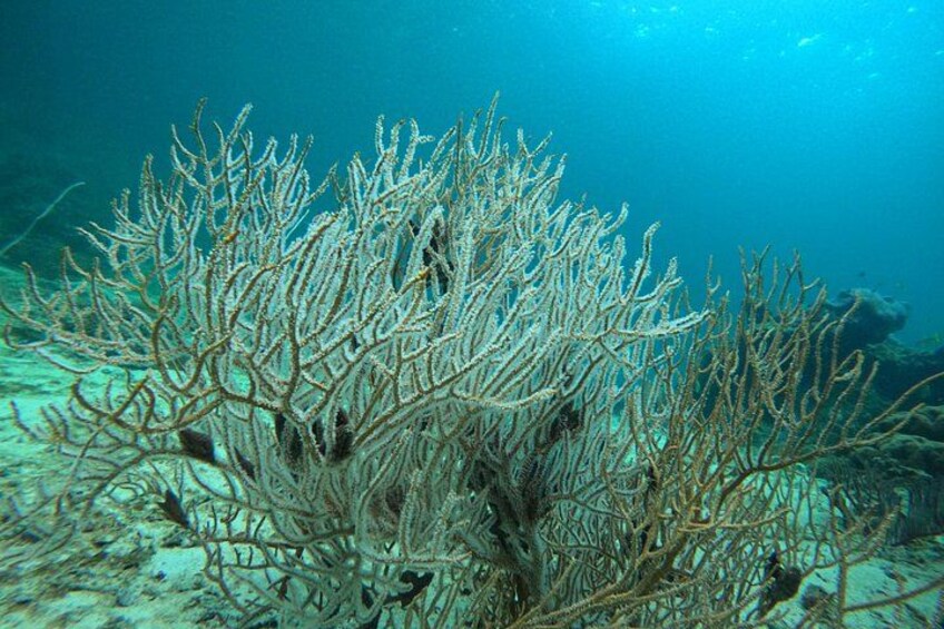 marine life in Phi Phi Islands 4