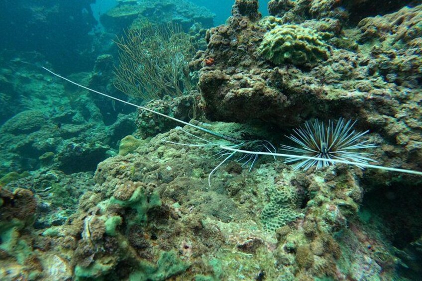 marine life in Phi Phi Islands 3