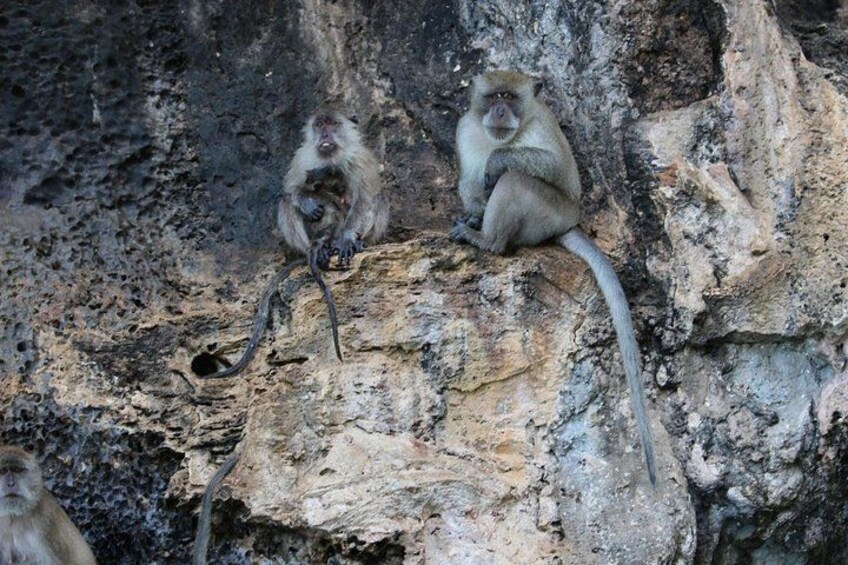 Sightsee the wild monkeys of Monkey Beach in their natural habitat 3
