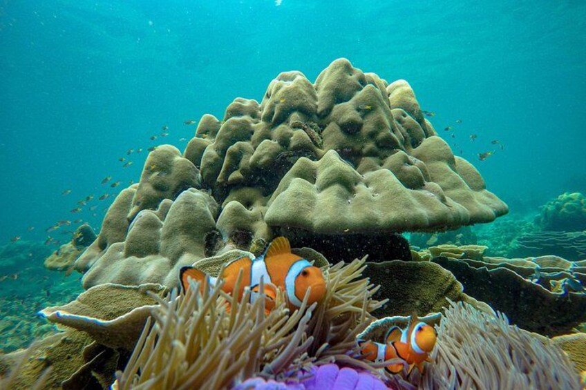 Et undervandsbillede med et koralrev, klovnefisk og søanemoner. 2
