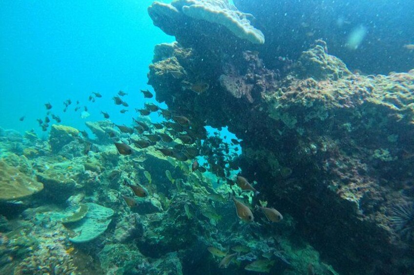 marine life in Phi Phi Islands 2