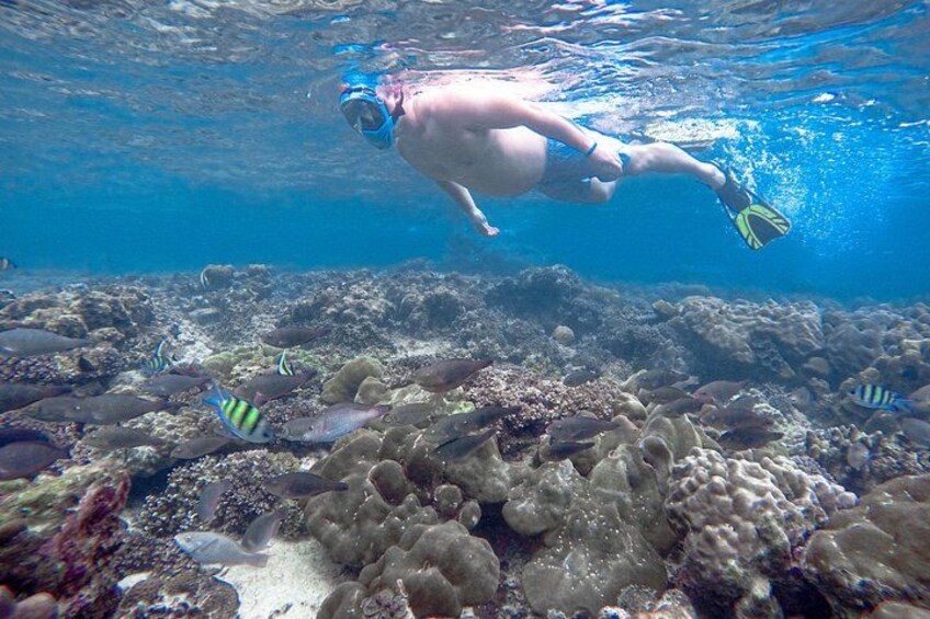 Bamboo Island 2