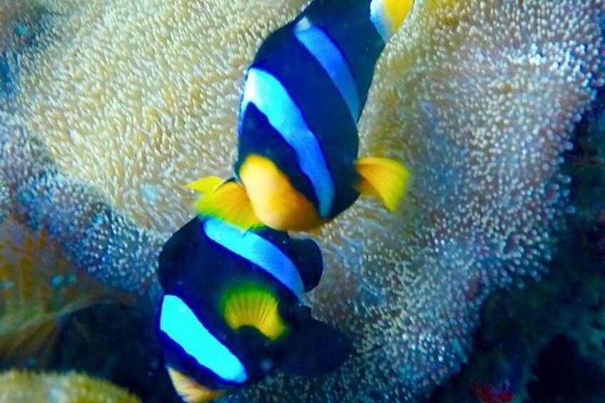 Zwei Fische mit blauen und gelben Streifen schwimmen in der Nähe eines Korallenriffs. 5
