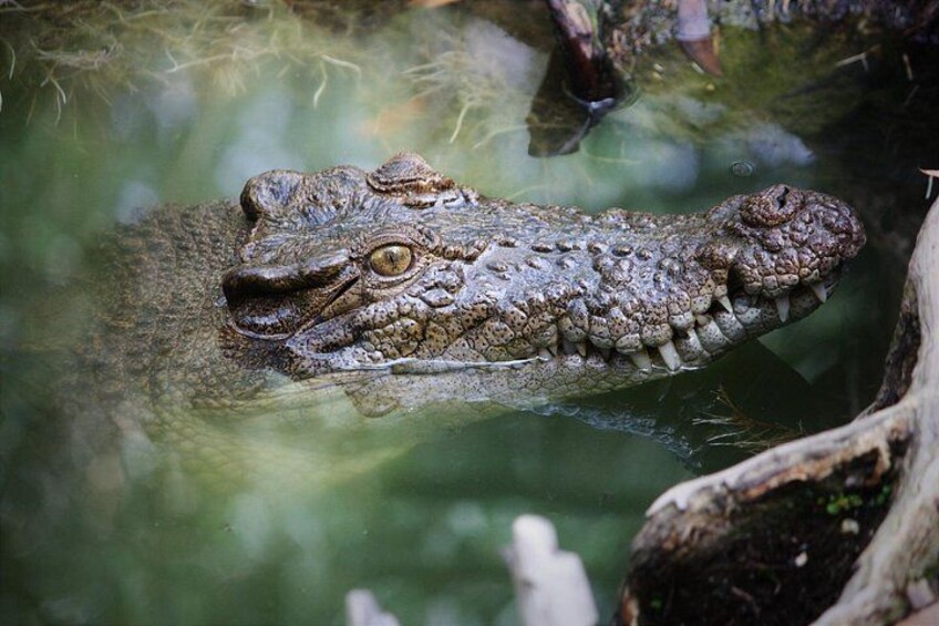 A crocodile partially submerged in water with a blurred green background. 3