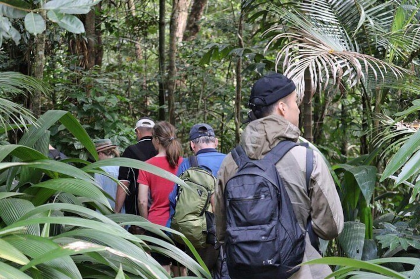 Cairns: Daintree & Cape Tribulation 2-Day Tour with Options 4