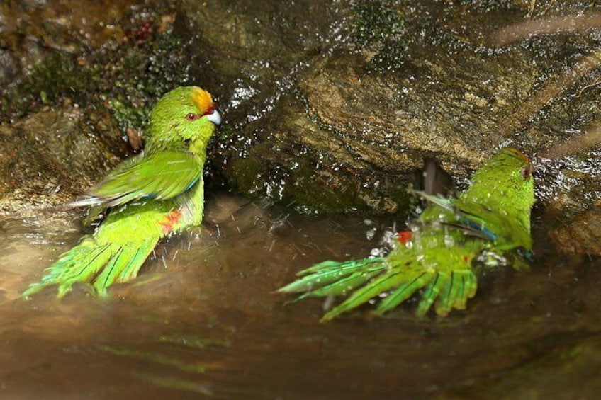Yellow Crowned Kakariki 3