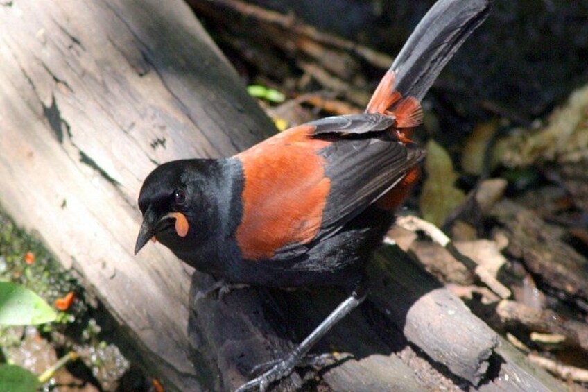 A bird with black and orange plumage perched on a branch. 4