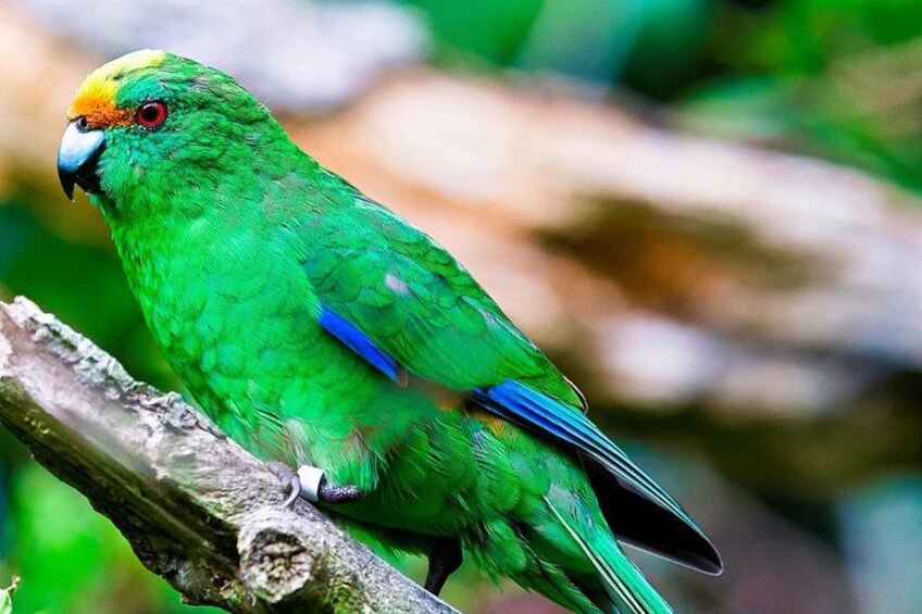 A green parrot perched on a branch. 5