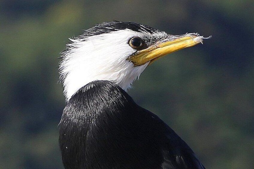 A bird with a white head and black body, a yellow beak, and a blurred green background. 2