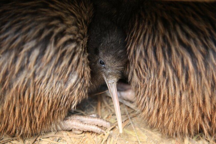 Rowi Kiwi - Nationally endangered 2