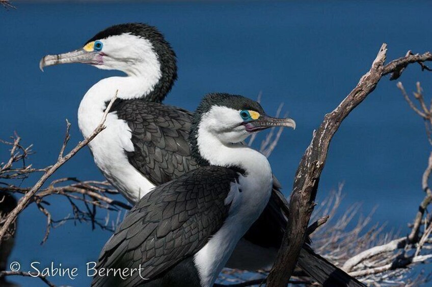 Pied Shag 4