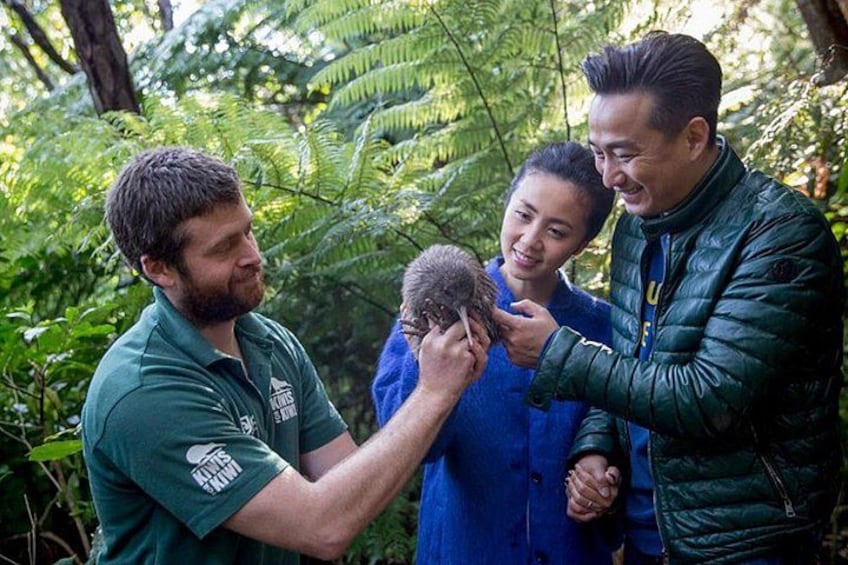 Kiwi Release on Motuara island 5