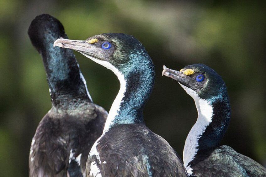 King Shags only found locally 1