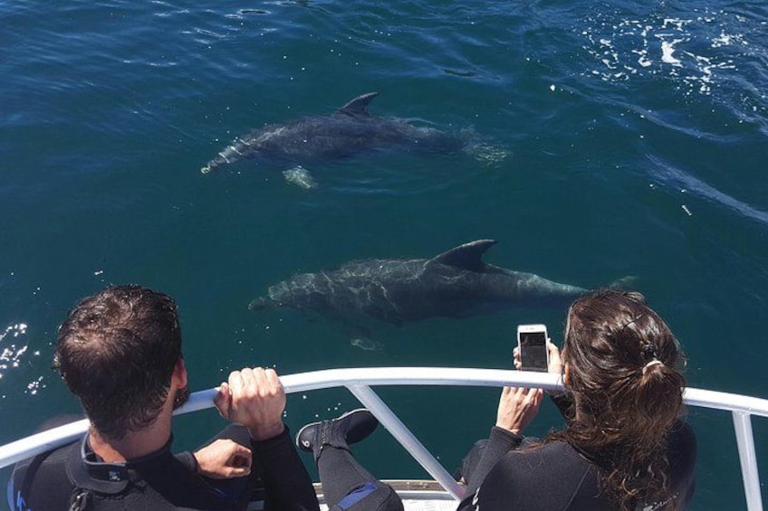 Dolphin Watching onboard 2