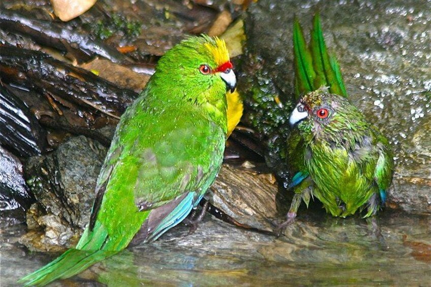 Deux perroquets verts étaient perchés sur une bûche mouillée. 2