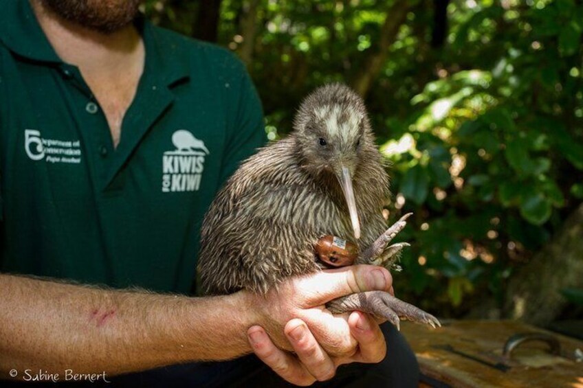 Kiwi we transport to Motuara Island 