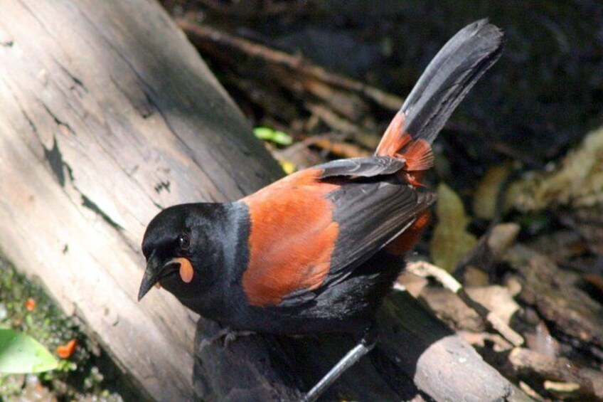 Un oiseau au plumage noir et orange était perché sur une branche. 5